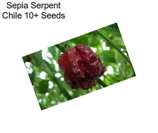 Sepia Serpent Chile 10+ Seeds