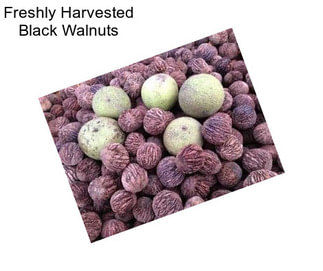 Freshly Harvested Black Walnuts