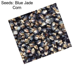 Seeds: Blue Jade Corn