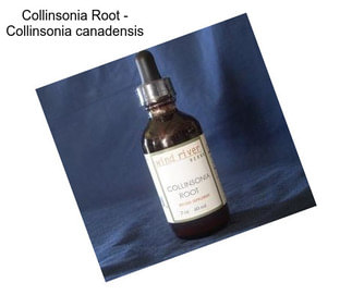 Collinsonia Root - Collinsonia canadensis
