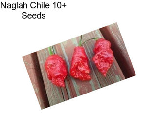 Naglah Chile 10+ Seeds