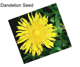 Dandelion Seed