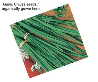 Garlic Chives seeds / organically grown herb