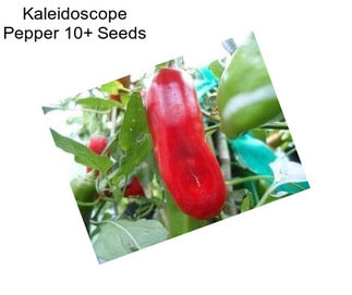 Kaleidoscope Pepper 10+ Seeds