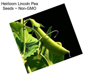 Heirloom Lincoln Pea Seeds ~ Non-GMO