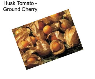 Husk Tomato - Ground Cherry