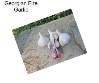 Georgian Fire Garlic