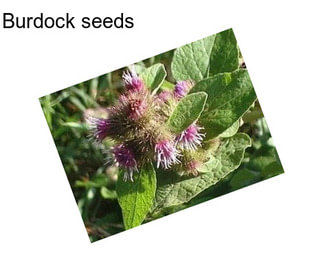 Burdock seeds