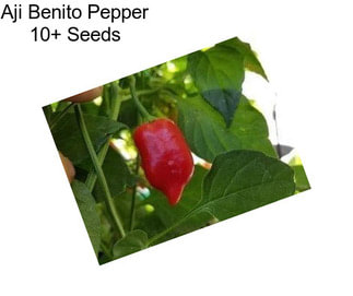 Aji Benito Pepper 10+ Seeds