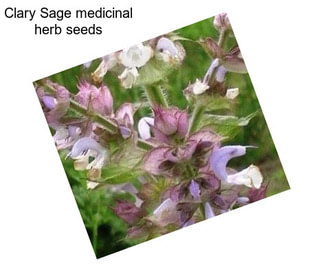 Clary Sage medicinal herb seeds