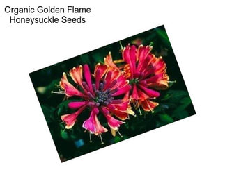 Organic Golden Flame Honeysuckle Seeds