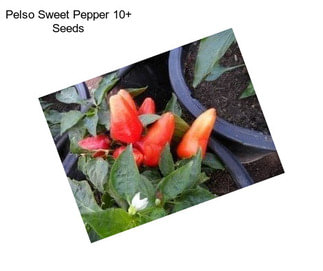 Pelso Sweet Pepper 10+ Seeds