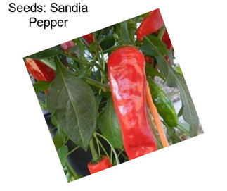 Seeds: Sandia Pepper