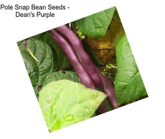 Pole Snap Bean Seeds - Dean\'s Purple