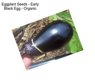 Eggplant Seeds - Early Black Egg - Organic