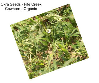Okra Seeds - Fife Creek Cowhorn - Organic