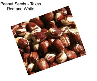 Peanut Seeds - Texas Red and White