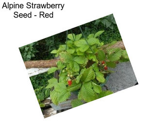 Alpine Strawberry Seed - Red