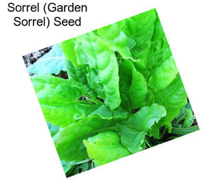 Sorrel (Garden Sorrel) Seed