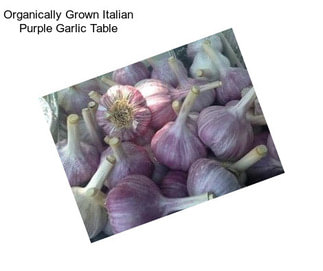 Organically Grown Italian Purple Garlic Table