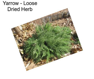 Yarrow - Loose Dried Herb