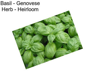 Basil - Genovese Herb - Heirloom