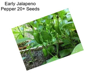 Early Jalapeno Pepper 20+ Seeds