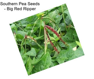 Southern Pea Seeds - Big Red Ripper