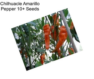 Chilhuacle Amarillo Pepper 10+ Seeds