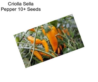 Criolla Sella Pepper 10+ Seeds