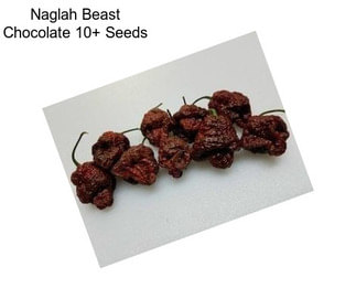 Naglah Beast Chocolate 10+ Seeds