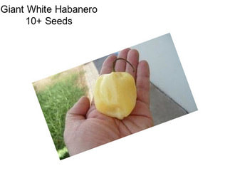 Giant White Habanero 10+ Seeds 