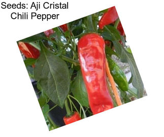 Seeds: Aji Cristal Chili Pepper