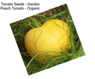 Tomato Seeds - Garden Peach Tomato - Organic