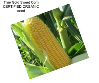 True Gold Sweet Corn CERTIFIED ORGANIC seed