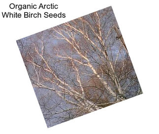 Organic Arctic White Birch Seeds