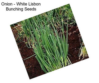 Onion - White Lisbon Bunching Seeds