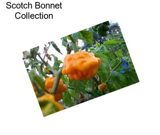 Scotch Bonnet Collection