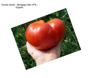 Tomato Seeds - Mortgage Lifter VFN - Organic