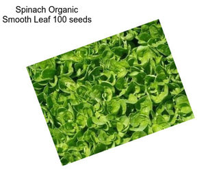 Spinach Organic Smooth Leaf 100 seeds