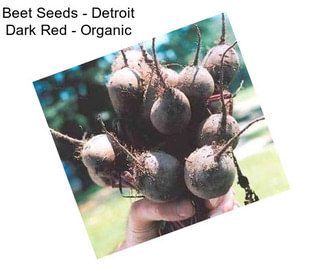 Beet Seeds - Detroit Dark Red - Organic