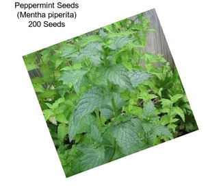 Peppermint Seeds (Mentha piperita) 200 Seeds