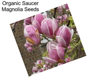 Organic Saucer Magnolia Seeds