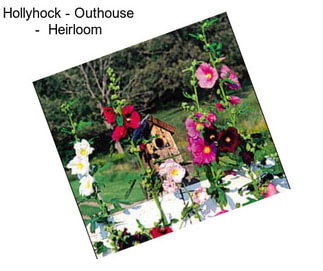 Hollyhock - Outhouse -  Heirloom