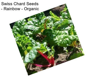 Swiss Chard Seeds - Rainbow - Organic