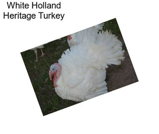 White Holland Heritage Turkey