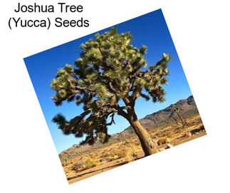 Joshua Tree (Yucca) Seeds