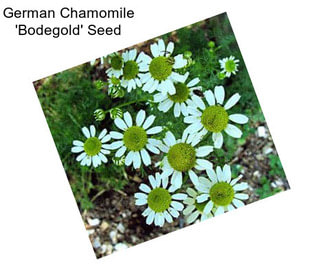 German Chamomile \'Bodegold\' Seed