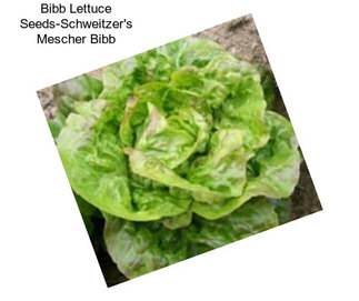 Bibb Lettuce Seeds-Schweitzer\'s Mescher Bibb