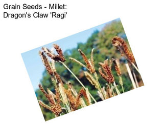 Grain Seeds - Millet: Dragon\'s Claw \'Ragi\'